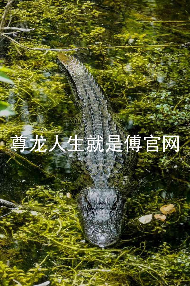 尊龙人生就是傅官网